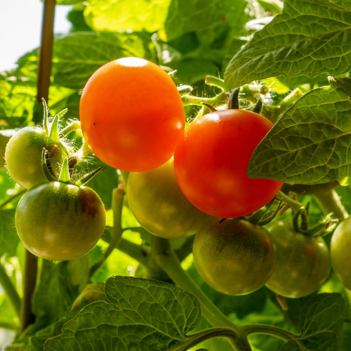 Rajče Red Robin - Solanum lycopersicum - semena - 6 ks