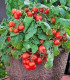 Rajče Red Robin - Solanum lycopersicum - semena - 6 ks