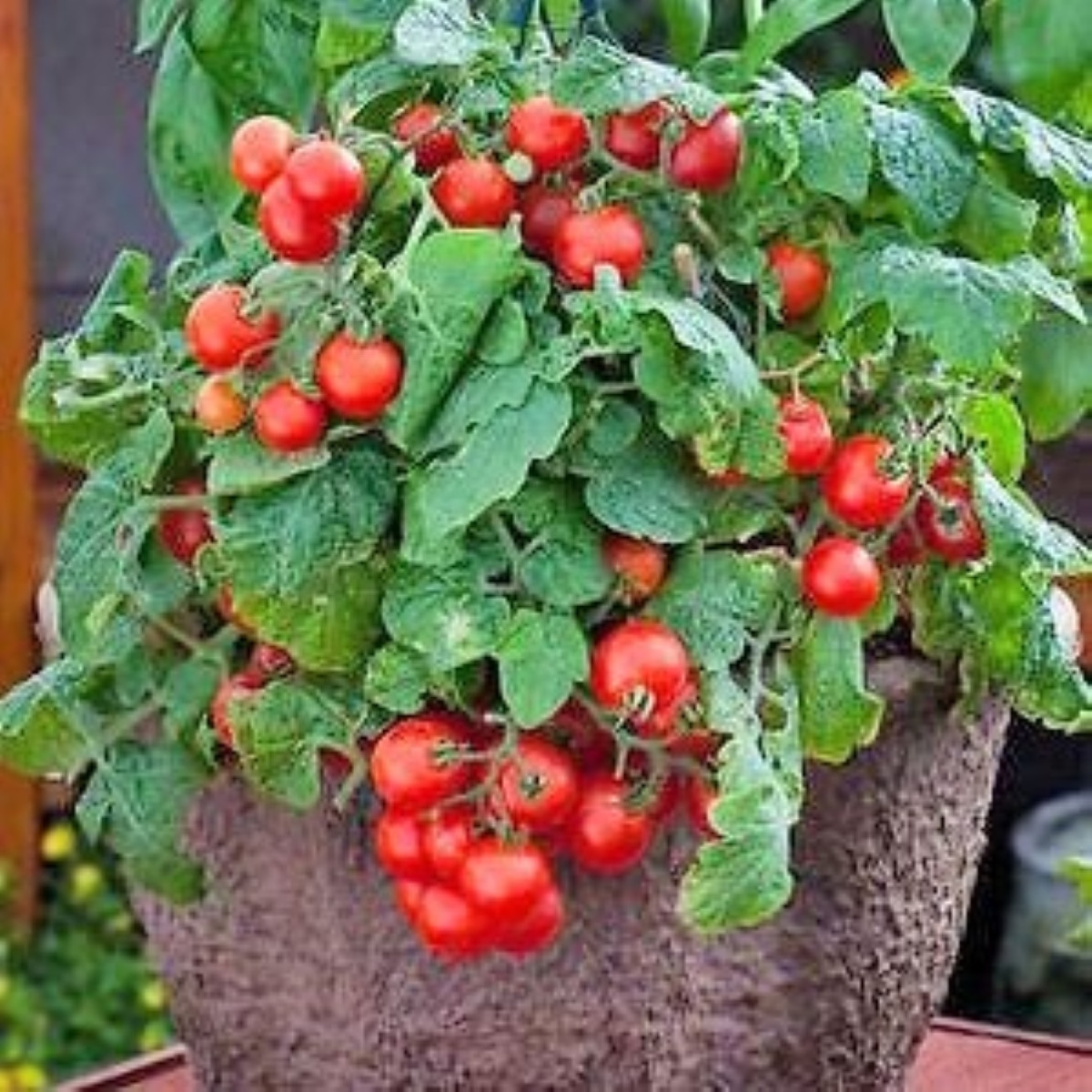 Rajče Red Robin - Solanum lycopersicum - semena - 6 ks