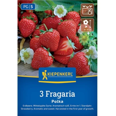 Jahodník Polka - Fragaria ananassa - prostokořenné sazenice - 3 ks