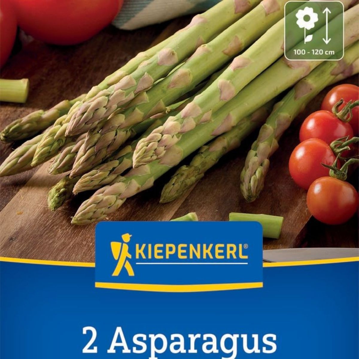 Chřest Boonlim zelený - Asparagus officinalis - prostokořenné sazenice - 2 ks
