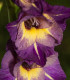 Mečík Joplin - Gladiolus - cibuloviny - 3 ks