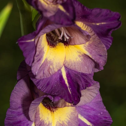 Mečík Joplin - Gladiolus - cibuloviny - 3 ks