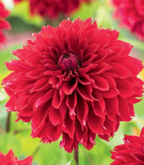 Jiřinka Red Fubuki - Dahlia - cibuloviny - 1 ks