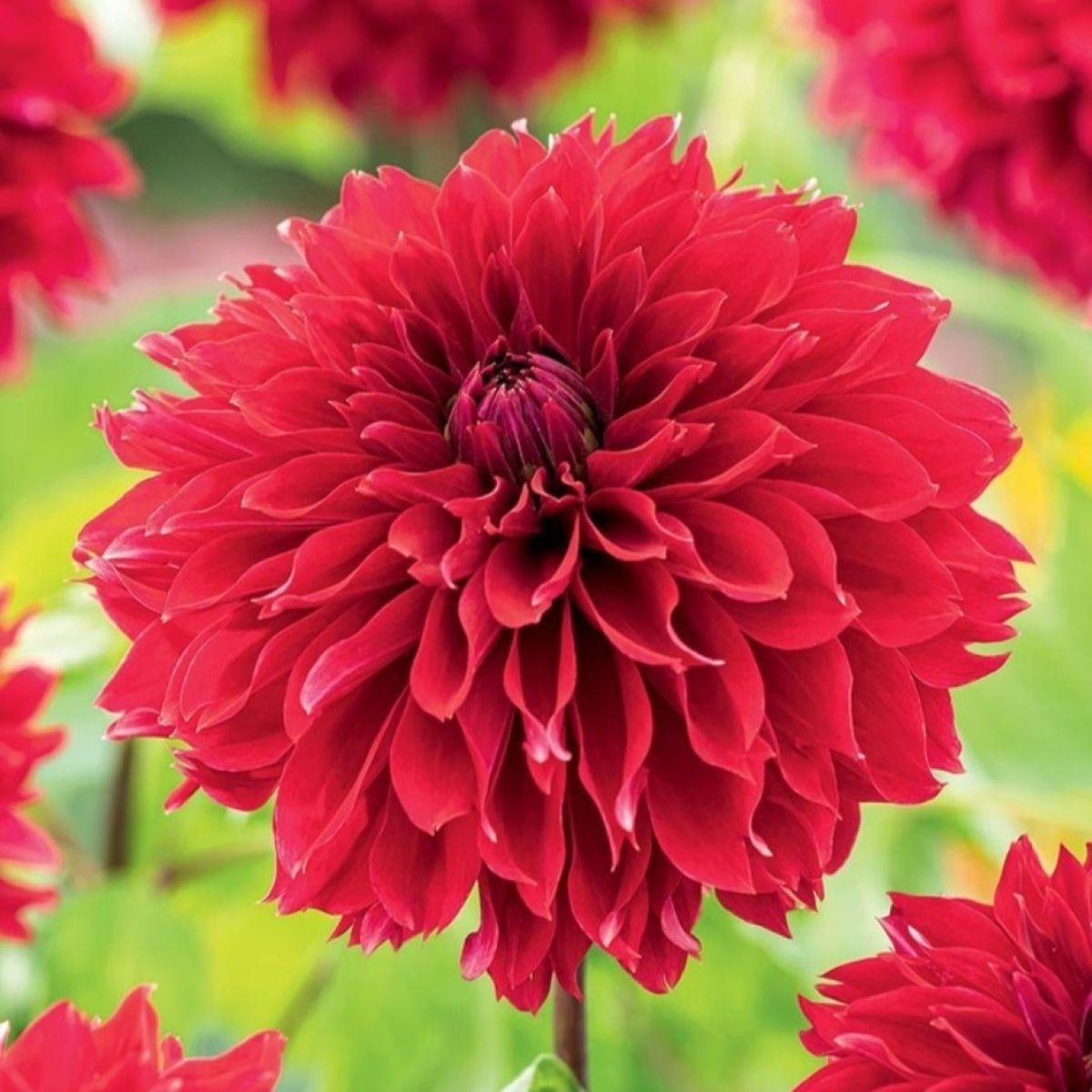 Jiřinka Red Fubuki - Dahlia - cibuloviny - 1 ks