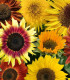Slunečnice Fantazie Mix F1 - Helianthus annuus - semena - 6 ks