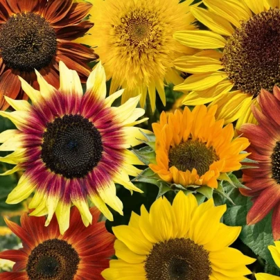 Slunečnice Fantazie Mix F1 - Helianthus annuus - semena - 6 ks
