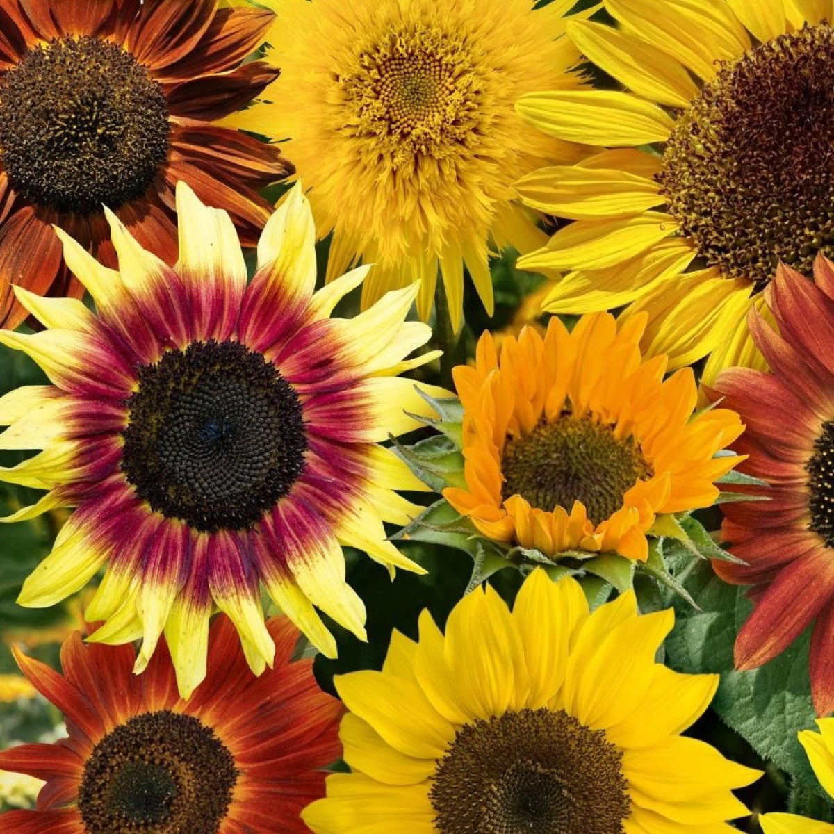 Slunečnice Fantazie Mix F1 - Helianthus annuus - semena - 6 ks