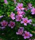 Ibišek syrský Rose of Sharon - Hibiscus syriacus - semena - 12 ks