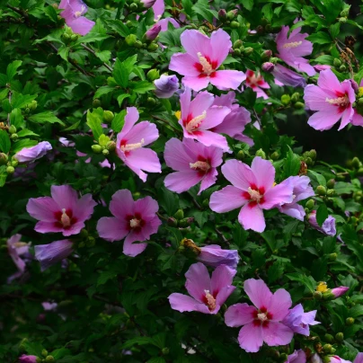 Ibišek syrský Rose of Sharon - Hibiscus syriacus - semena - 12 ks