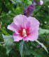 Ibišek syrský Rose of Sharon - Hibiscus syriacus - semena - 12 ks
