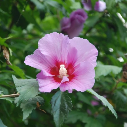 Ibišek syrský Rose of Sharon - Hibiscus syriacus - semena - 12 ks
