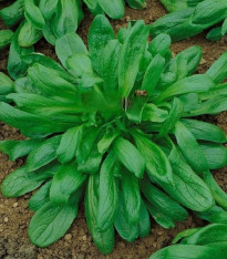 Kozlíček Large Leaved - Vallerianella locusta - semena - 150 ks