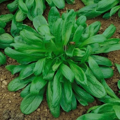 Kozlíček Large Leaved - Vallerianella locusta - semena - 150 ks