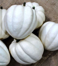 Tykev White Pearl - Cucurbita pepo - semena - 6 ks