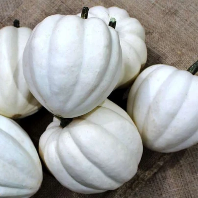 Tykev White Pearl - Cucurbita pepo - semena - 6 ks