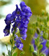 Oměj - Aconitum - cibuloviny - 1 ks