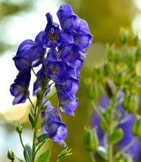 Oměj - Aconitum - cibuloviny - 1 ks