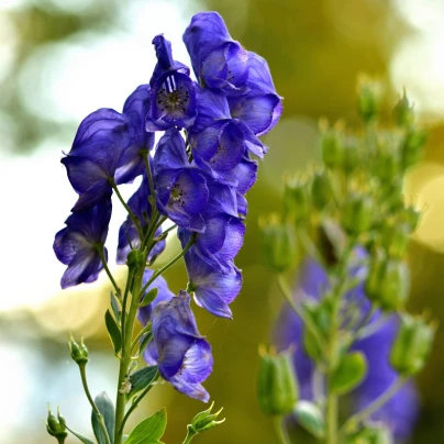 Oměj - Aconitum - cibuloviny - 1 ks