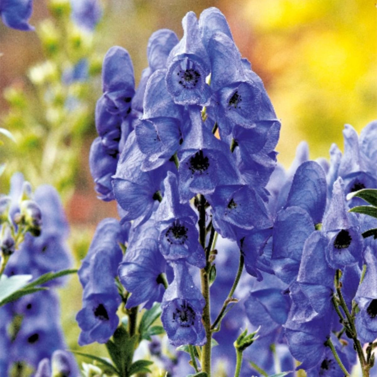 Oměj - Aconitum - cibuloviny - 1 ks