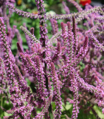 Limonka Suworova růžová - Limonium suworowii - semena - 600 ks