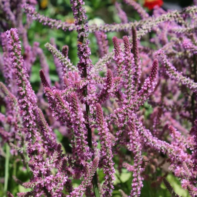 Limonka Suworova růžová - Limonium suworowii - semena - 600 ks
