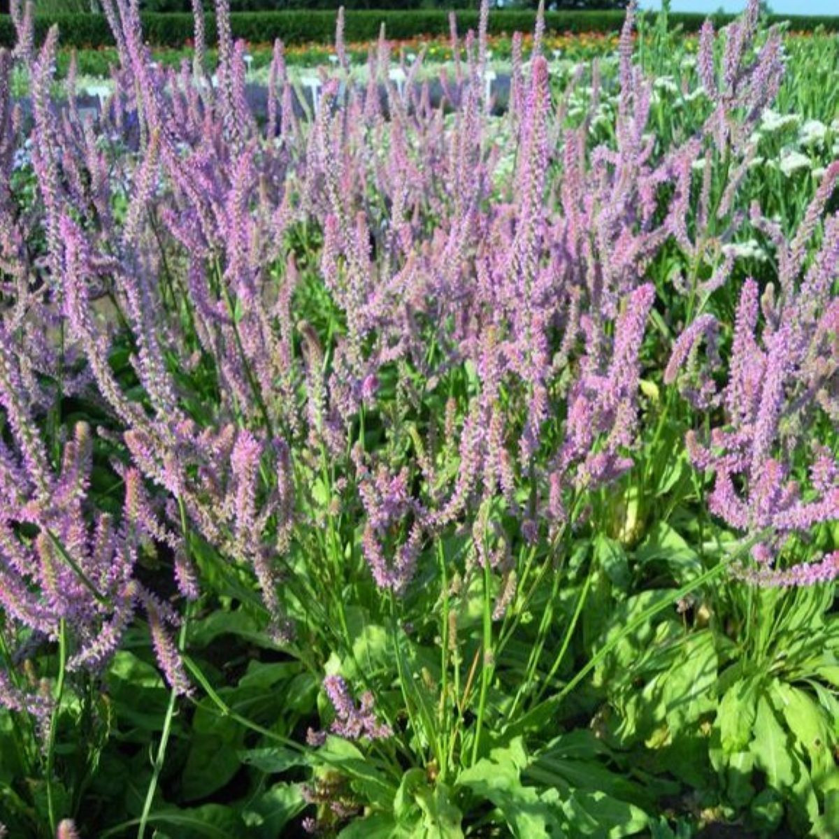 Limonka Suworova růžová - Limonium suworowii - semena - 600 ks