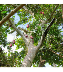 Muškátová okurka - Sicana odorifera - semena - 6 ks