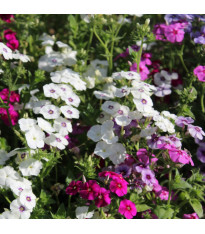 Plaménka Drummondova Tapestry - Phlox drum. mix - semena - 180 ks