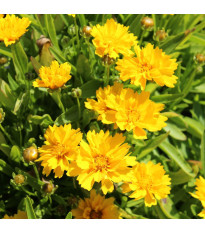 Krásnoočko velkokvěté Presto - Coreopsis grandiflora - semena - 20 ks