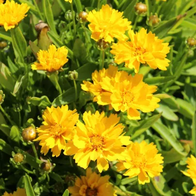 Krásnoočko velkokvěté Presto - Coreopsis grandiflora - semena - 20 ks