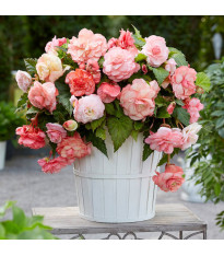 Begonie Flamenca - Begonia splendide - cibuloviny - 2 ks