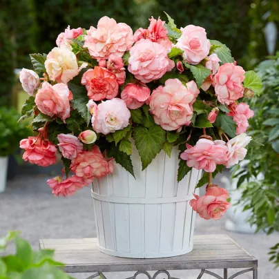 Begonie Flamenca - Begonia splendide - cibuloviny - 2 ks