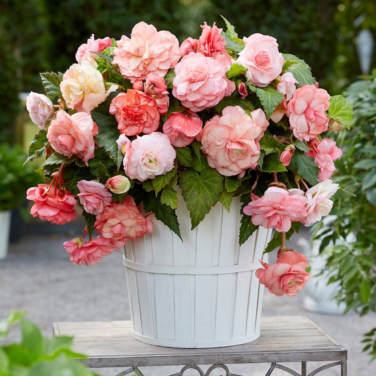 Begonie Flamenca - Begonia splendide - cibuloviny - 2 ks