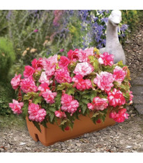 Begonie Pink Balcony - Begonia tuberhybrida - cibuloviny - 2 ks