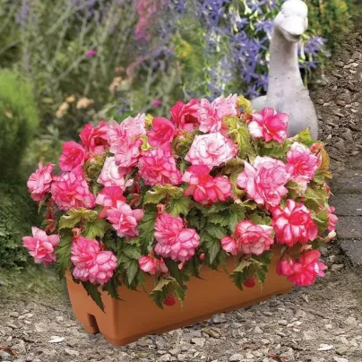 Begonie Pink Balcony - Begonia tuberhybrida - cibuloviny - 2 ks