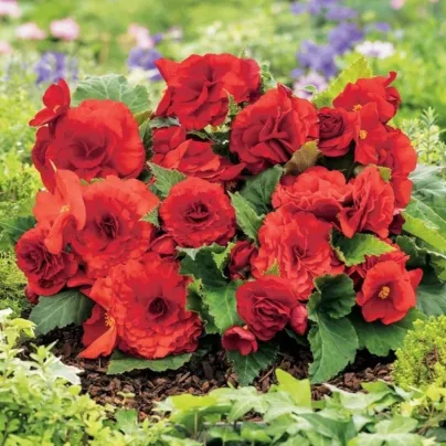 Begonie Nonstop červená - Begonia tuberhybrida - cibuloviny - 2 ks