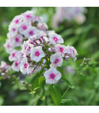 Plaménka Graf Zeppelin - Phlox - prostokořenné sazenice - 1 ks