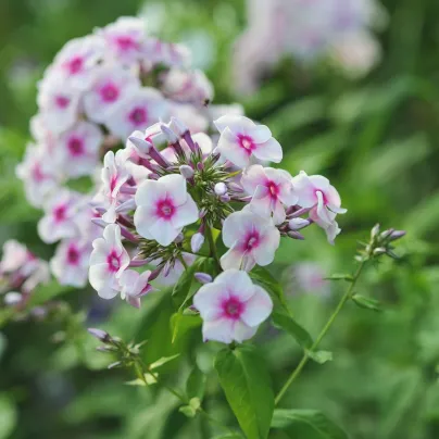 Plaménka Graf Zeppelin - Phlox - prostokořenné sazenice - 1 ks