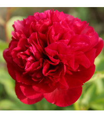 Pivoňka Red Sarah Bernhardt - Paeonia lactiflora - cibuloviny - 1 ks