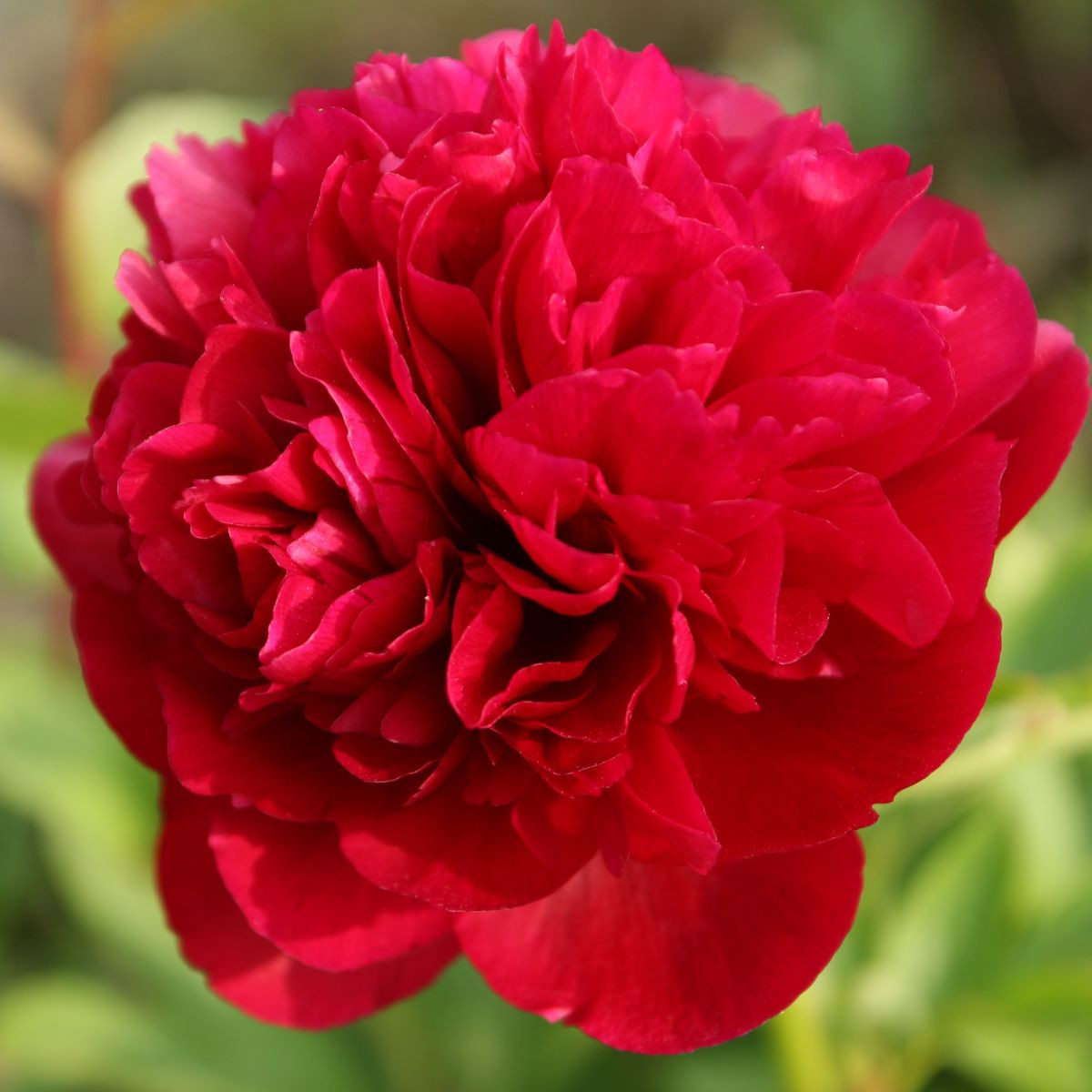 Pivoňka Red Sarah Bernhardt - Paeonia lactiflora - cibuloviny - 1 ks