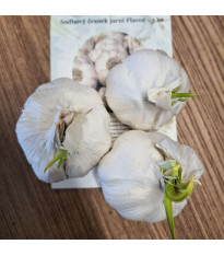 Sadbový česnek Flavor - Allium sativum - nepaličák - cibule česneku - 3 ks