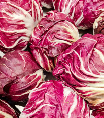 Čekanka Radicchio Indigo F1 - Cichorium intybus - semena čekanky - 20 ks