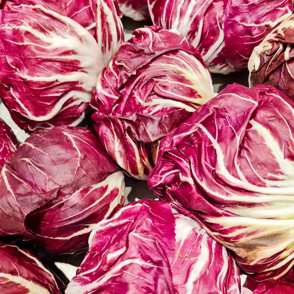 Čekanka Radicchio Indigo F1 - Cichorium intybus - semena čekanky - 20 ks