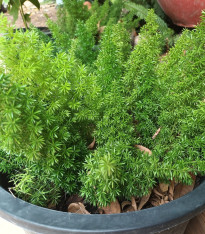 Sprengerův chřest - Asparagus densiflorus Sprengeri - semena - 12 ks
