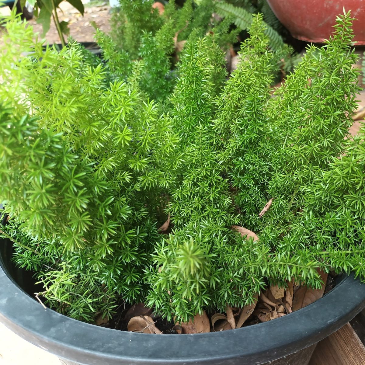 Sprengerův chřest - Asparagus densiflorus Sprengeri - semena - 12 ks