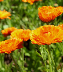 Měsíček lékařský Orange Prinzess - Calendula officinalis - semena měsíčku - 50 ks