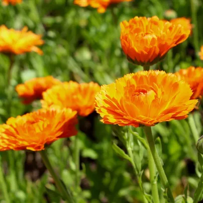 Měsíček lékařský Orange Prinzess - Calendula officinalis - semena měsíčku - 50 ks