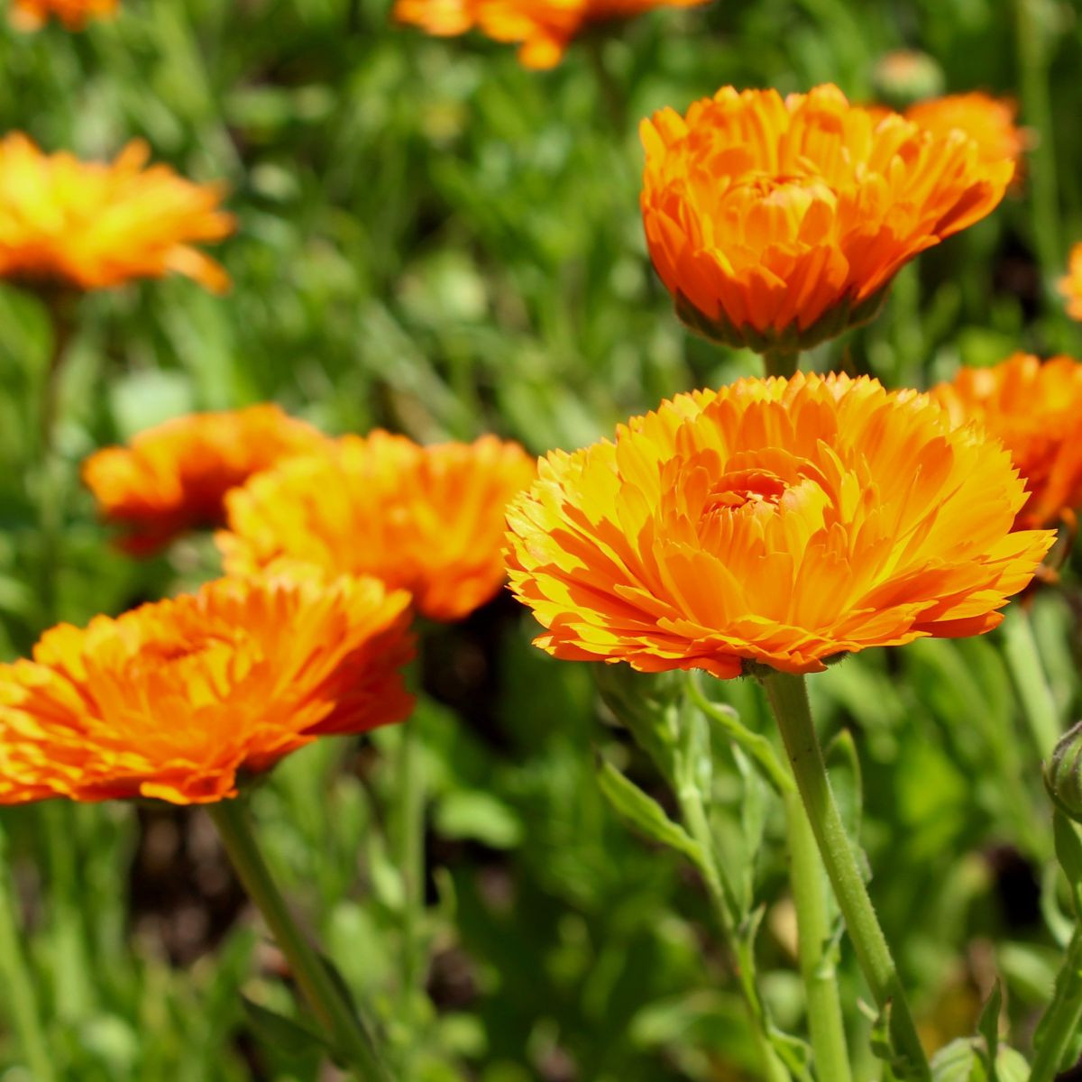 Měsíček lékařský Orange Prinzess - Calendula officinalis - semena měsíčku - 50 ks