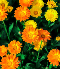 Kopie Měsíček lékařský Pacific Beauty Směs - Calendula officinalis - semena - 30 ks